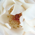 Blanche - Rosiers à grandes fleurs - floribunda - White Queen Elizabeth